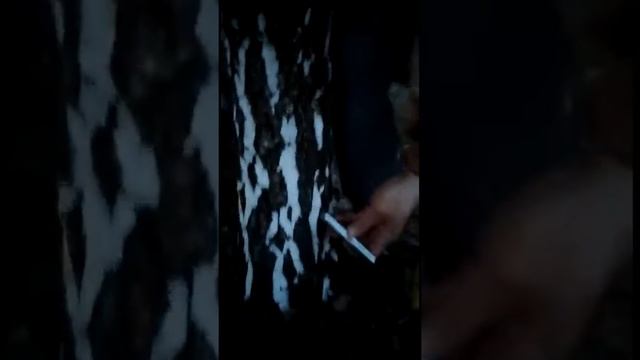 💐БЕРЕЗОВЫЙ СОК. КАК НАБРАТЬ БЕРЕЗОВЫЙ СОК В БАНКУ. смотреть онлайн