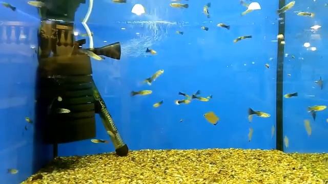 Зоомагазин #pet shop! смотреть онлайн