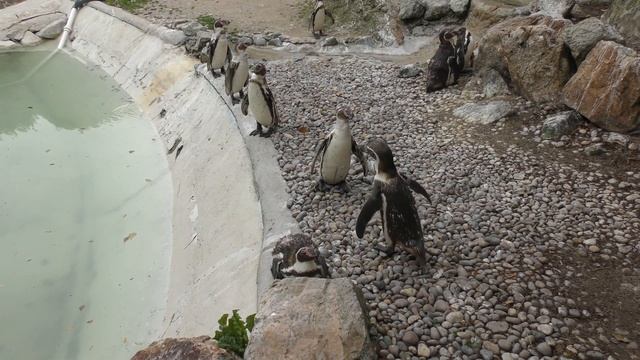 Humboldt Penguins, Newquay Zoo (2nd July 2018) смотреть онлайн