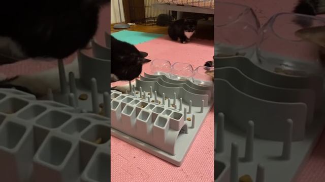Ёжик охотник смотреть онлайн