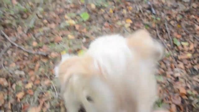 Truffle Hunting In Sussex.