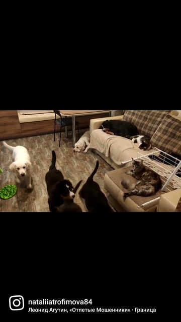 мой домашний зоопарк🙈🤪😁 смотреть онлайн