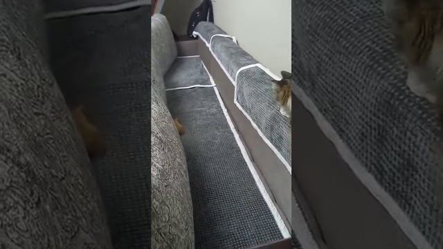 Хомяк пен мысықтың ойыны. Мысық уже без поводка. | Игры хомяка и котенка. Кот уже без поводка смотреть онлайн