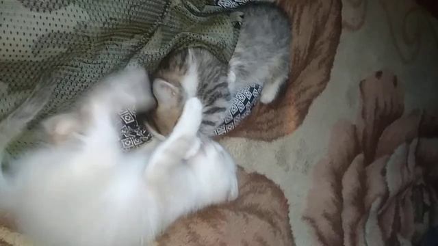 котята сходят с ума 😹 смотреть онлайн