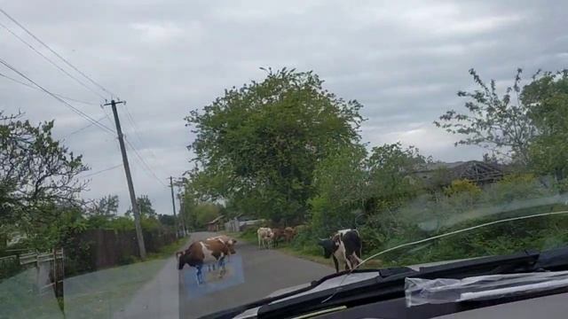 Рысь Даша - Переезд в свой дом смотреть онлайн