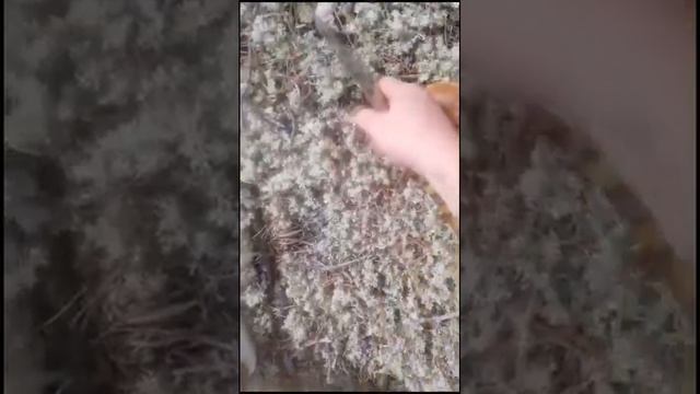 Белый гриб, боровик смотреть онлайн