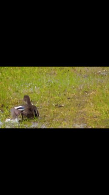 Кто хитрее #природа #рыбалка #лето #охота смотреть онлайн