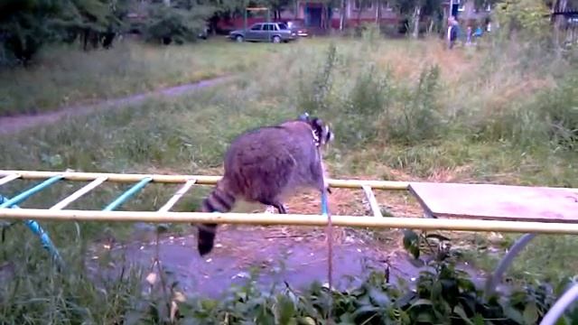 Енот во дворе смотреть онлайн