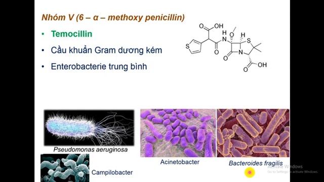 HÓA DƯỢC BETALACTAM VIDEO 2 смотреть онлайн