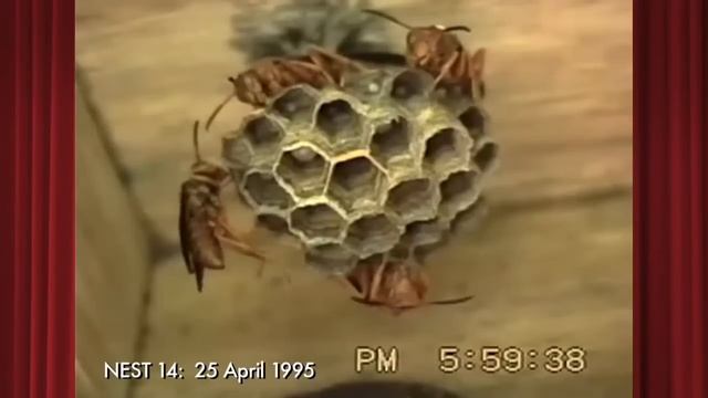 Polistes carolina Nest14 on 25 April 1995 Part 4 of 4 смотреть онлайн