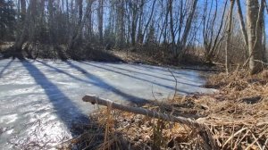 ТИХАЯ ОХОТА! ПОХОД В ЛЕС ЗА ПЕРВЫМИ ВЕСЕННИМИ ГРИБАМИ!