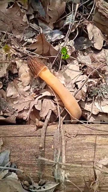 Грибы Сморчковая шапочка #грибы #сморчки #лес
