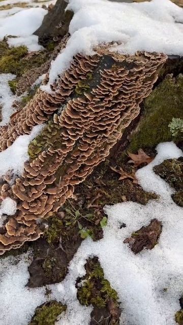 Turkey Tail Mushroom