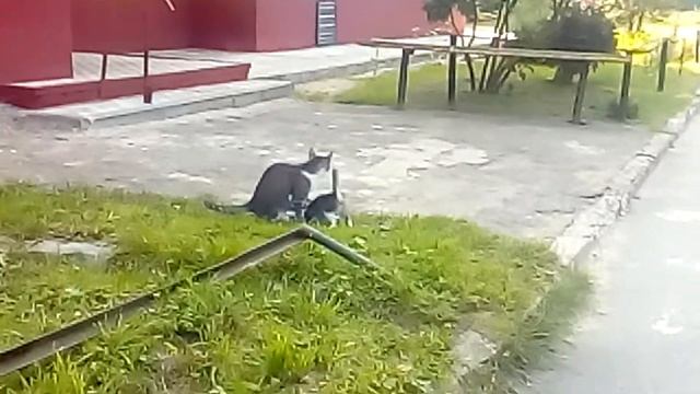 Кошки просто класс!!! смотреть онлайн