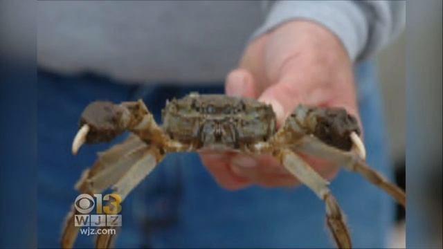 WANTED: Maryland Officials Want You To Kill Invasive Mitten Crabs смотреть онлайн