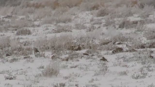 Саджа и белокрылые жаворонки на зимовке. Pallas's Sandgrouse in winter. Whitye-winged Lark смотреть онлайн