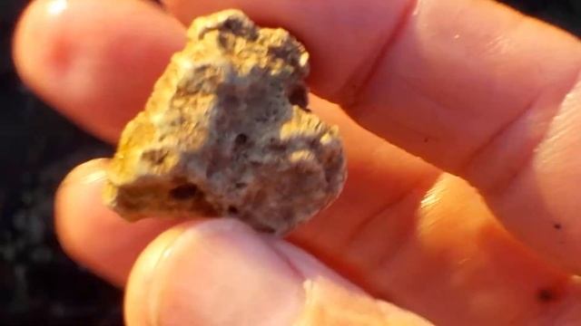 fossil tabulate coral Jan 23 2020 смотреть онлайн