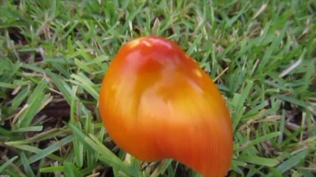 Strange Beautiful Mushrooms 🍄 🍃 🌦 🐾 🍄 смотреть онлайн