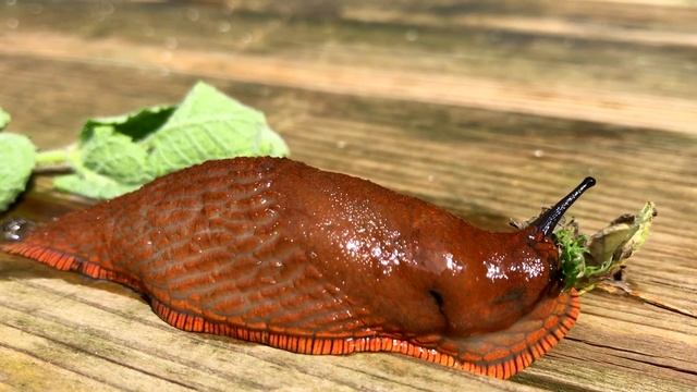 Pneumostome limace orange (Arion rufus) смотреть онлайн