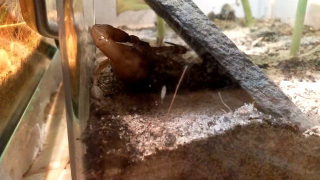 Tityus stigmurus cleaning herself смотреть онлайн