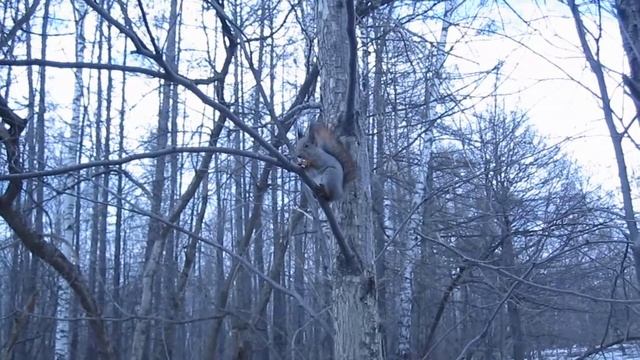 Фотоохота на белку ч 4 смотреть онлайн