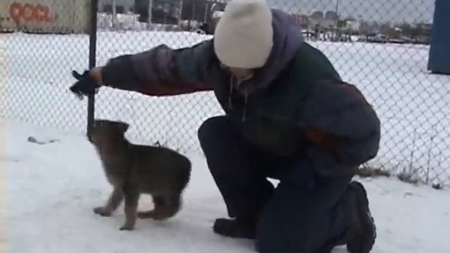 Очень юный Пиксель ( месяц или чуть старше) смотреть онлайн