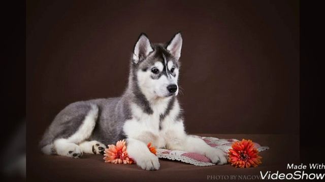 Сибирский хаски смотреть онлайн