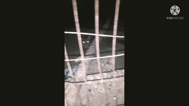 КОШКА ЗАБРАЛИ МОЙ ГОЛУБЕЙ 17.Т смотреть онлайн
