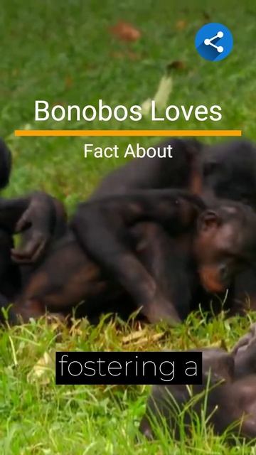 Fun Fact Bonobos Loves смотреть онлайн