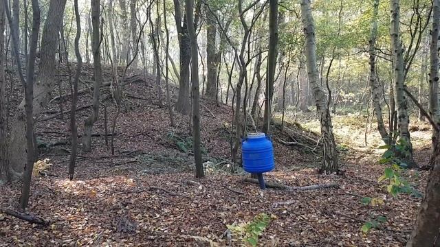 Осень в лесу