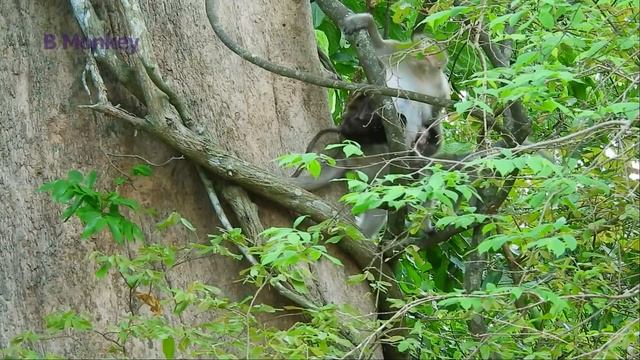 Monkey Tara Kidnapped Baby Monkey Goldie Again, Pitiful Time Of Goldie (P2)