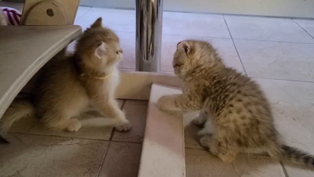 Наш маленький тигрёнок. Британский золотой котик смотреть онлайн