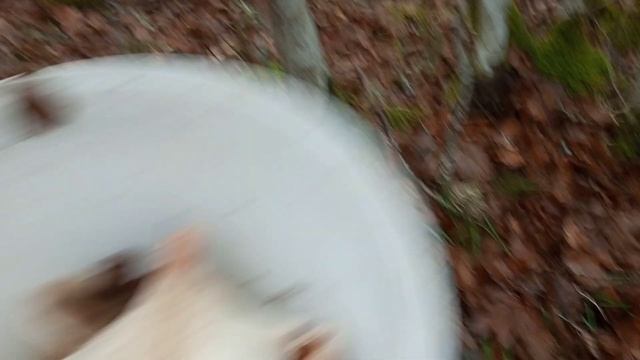 15 ДЕКАБРЯ, ЗИМНИЙ СБОР ГРИБОВ. СОБИРАЕМ ГОВОРУШКИ. НАШЁЛ ШАМПИНЬОНЫ😃