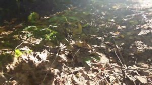 За грибами. С Лидой Соловьевой. Зарисовки из леса