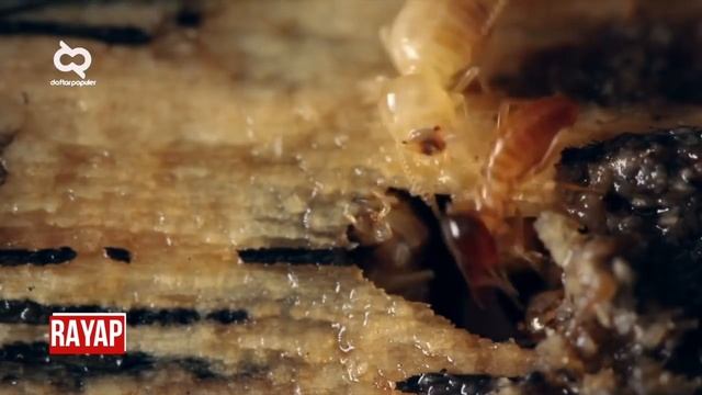 KEAJAIBAN EVOLUSI.!! Beginilah Cara Unik Hewan Melindungi Diri Dari Serangan Musuh dan Predator смотреть онлайн