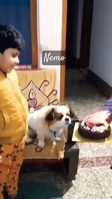 Nemo birthday 🎂🎊#doglover #dogs #dog смотреть онлайн