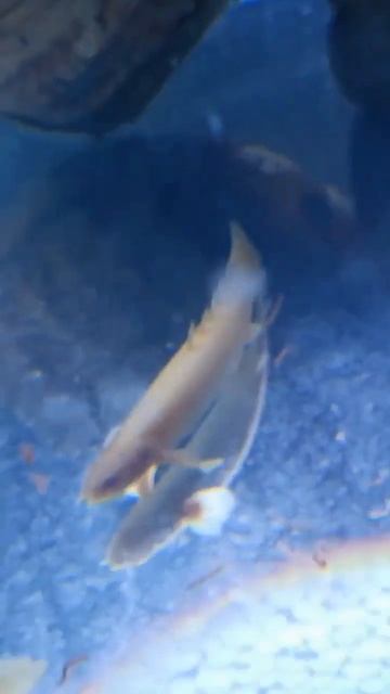 wow bichir😘😘 смотреть онлайн