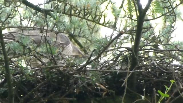 Female sparrowhawk feeding young chicks смотреть онлайн