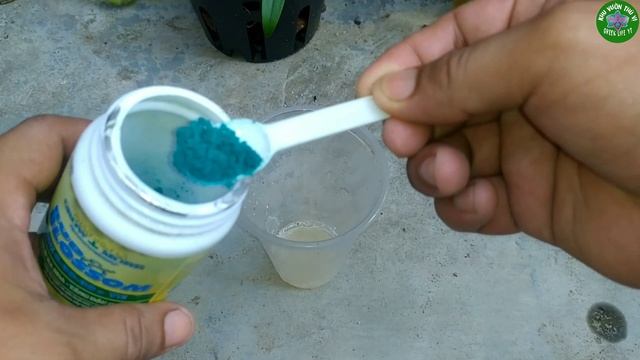 Những Cây Hoa Lan Dendro Nắng Ra Hoa Quanh Năm Chỉ Cần Một Ít Chuối Mỗi Tuần | Orchid Care