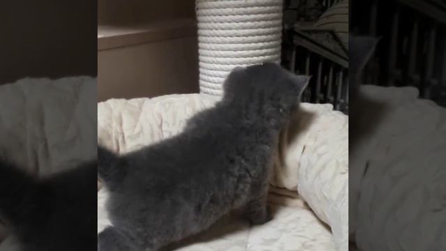 голубая британская кошка с питомника Мирасинель смотреть онлайн