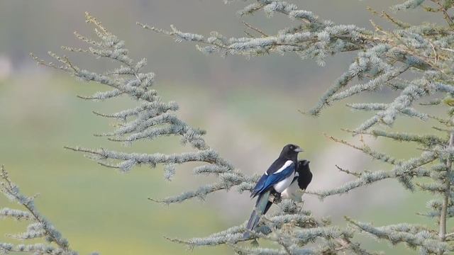 Мың жұлдызы болсада байқамайсың басқаны. Қадыр Мырзалиев. Стихи на казахском. Казахская поэзия.