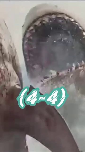 Mosasaurus (Jurassic world) vs Megalodon (The meg) #jurassicworld #themeg #shorts смотреть онлайн