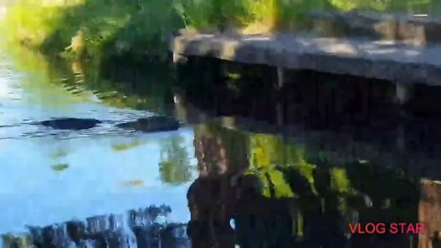 Урбанизированный бобёр смотреть онлайн