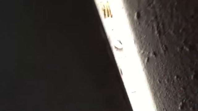 Нападение тигра смотреть онлайн