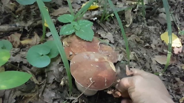Супер очень насыщеная грибами локацыя сбор одно удовольствие осинь 2021.