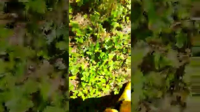 Дары леса!!!