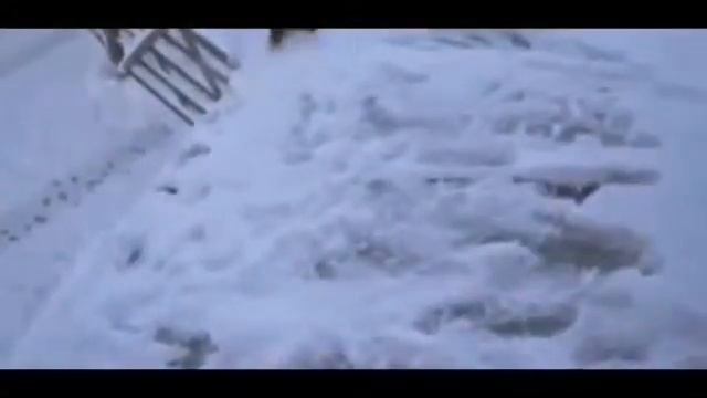 Топ приколів про котів смотреть онлайн