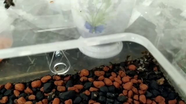 Уборка у harpegnathos venator смотреть онлайн