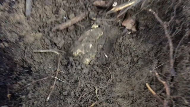 Truffle Hunting Siena Tartufi