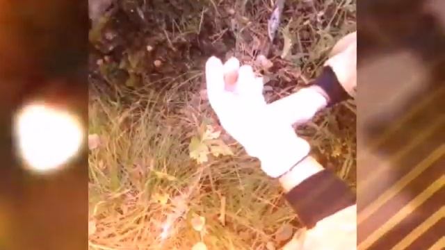 поход за грибами смотреть онлайн